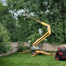 Reliable Dawson, GA Tree Care Services Solutions